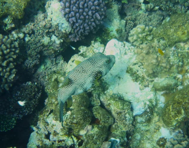 Weiflecken-Kugelfisch Whitespotted pufferfish 