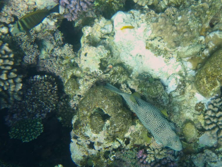 Wei�flecken-Kugelfisch Whitespotted pufferfish 
