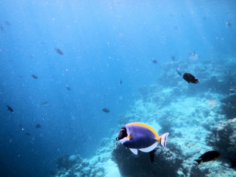 WWei�kehl-Doktorfische (Acanthurus leucosternon): K�rperbau: Er besitzt einen stark seitlich abgeflachten, ovalen K�rper. Das Maul ist tief angesetzt und endst�ndig, ideal zum Abgrasen von Aufwuchs. F�rbung: Die Flanken leuchten in einem intensiven Hellbl