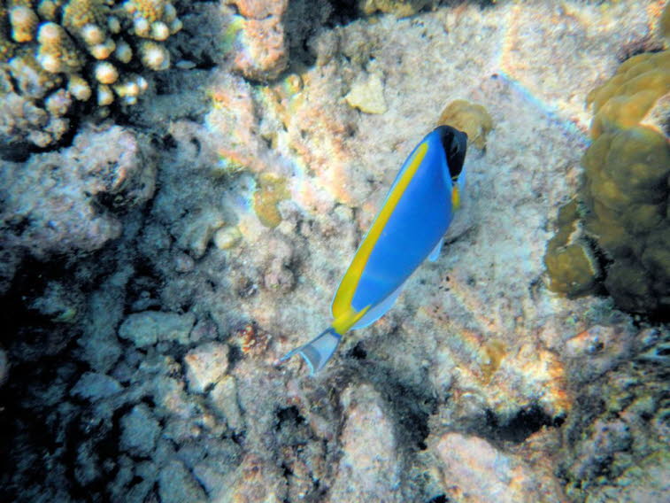 Wei�kehl Doktorfisch Powder Blue Tang