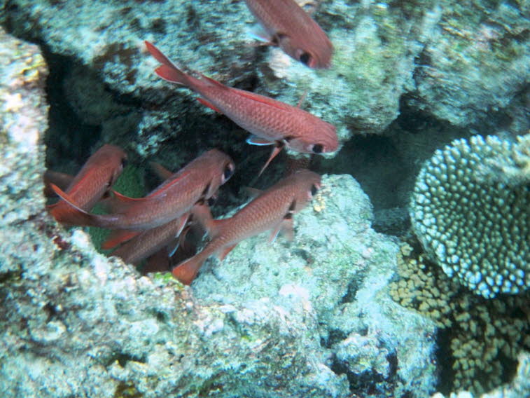 Der Wei�saum-Soldatenfisch (Myripristis murdjan) geh�rt zu den Soldaten- und Husarenfischen. Aussehen: Die Fische haben einen kr�ftig roten K�rper und sehr gro�e Augen. Augen: Die gro�en Augen helfen ihnen, sich bei schlechten Lichtverh�ltnissen oder in d