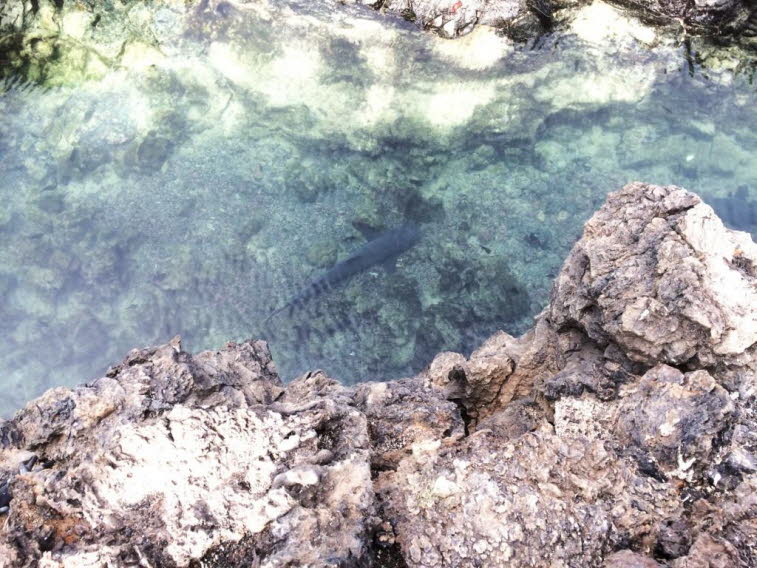 Wei�spitzen-Riffhai (Triaenodon obesus) bei Tom�s de Berlanga Isla Isabela Galapagos