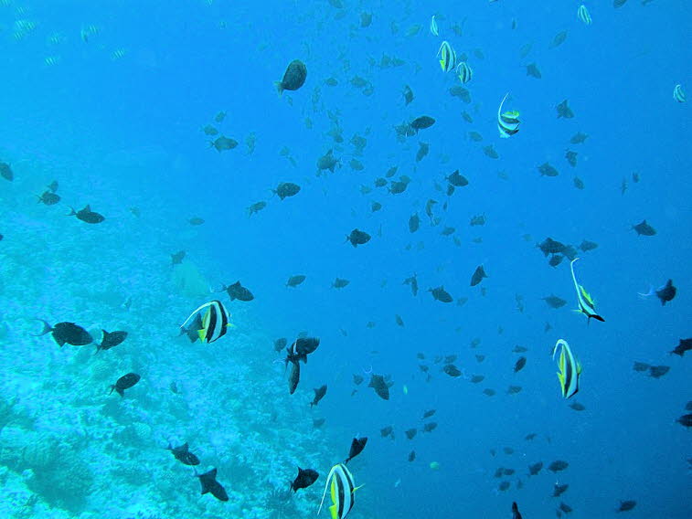 Wimpelfische: Charakteristisch f�r diese Fische sind die wei�-schwarze Streifung mit gelben Flossen, die auff�llig verl�ngerte, wei�e R�ckenflosse (die �Wimpe�) und das typische Schwarmverhalten im Freiwasser nahe der Riffkante.