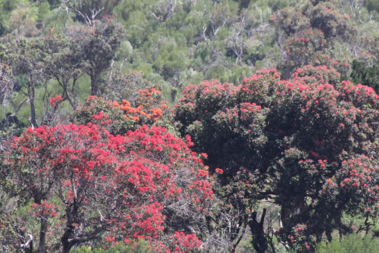Southern Rata red flower 