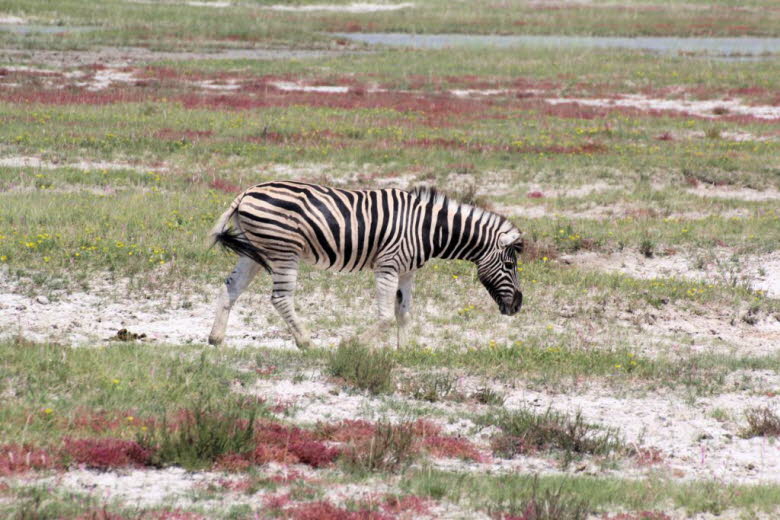 Zebra 