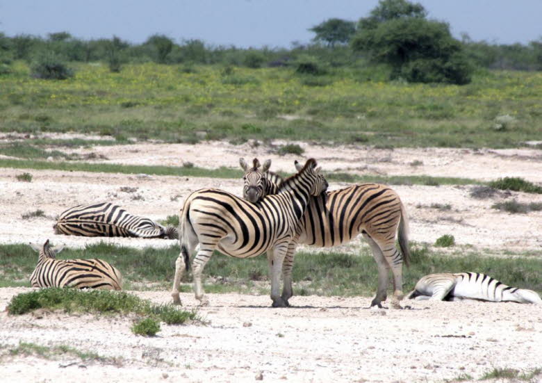 Zebra