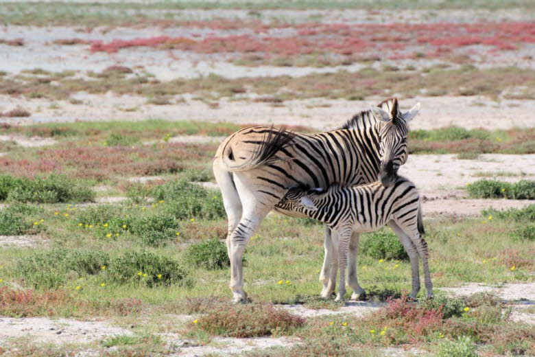 Zebra mit Kind
