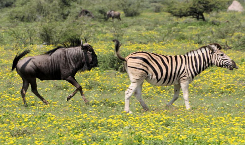 Zebra und Gnu