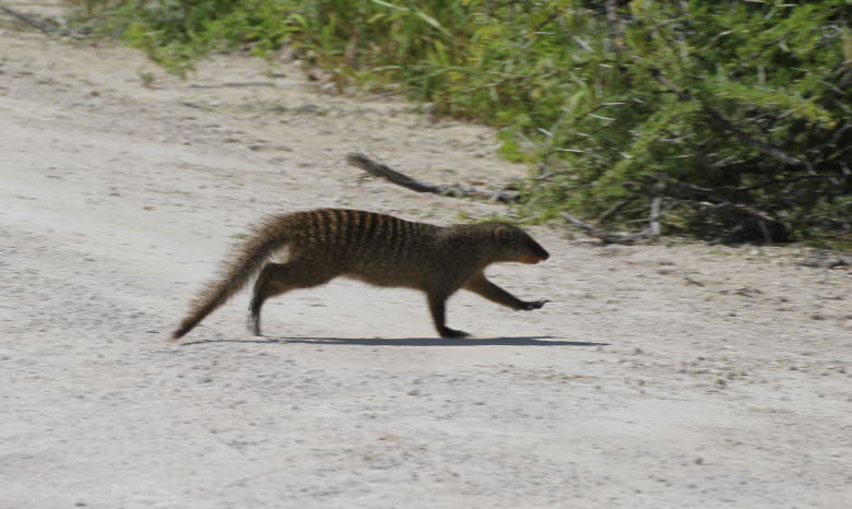 Zebramanguste