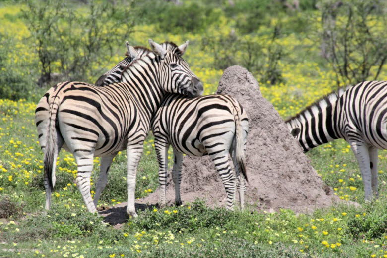 Zebras am Termitenhgel