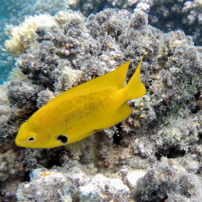 Zitronengelbe Demoiselle: Schwefelfrulein Verbreitung: vom Roten Meer bis Ostafrika; Madagaskar, Komoren, Mayotte, Seychellen und Mauritius.