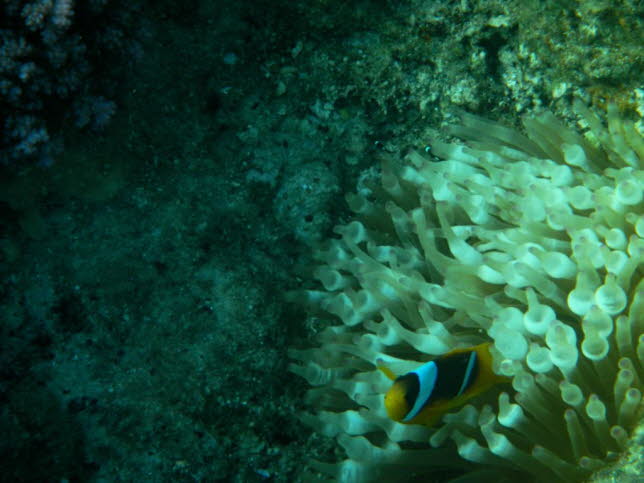 Zweibindenanemonenfisch: Clownfische  oder Anemonenfische  umfassen 30 Arten, die in zwei Gattungen unterteilt sind: Amphiprion und Premnas. Sie gehren zur Familie der Pomacentridae (Riffbarsche), wir mchten sie hier jedoch lieber auf einer eigenen Se