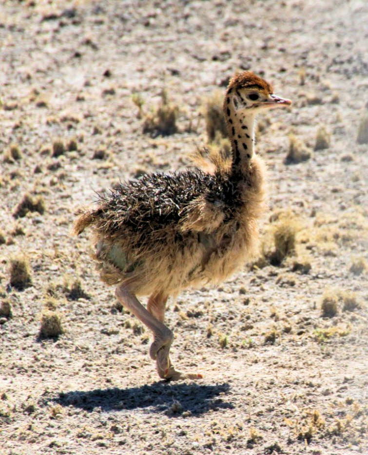 mit einem jungen Strau�enk�ken (Struthio camelus): Strau�: Das gemeinsame Ausbr�ten (Perfekte Tarnung): Strau�eneltern teilen sich das Br�ten extrem clever auf, um das Nest vor Feinden zu sch�tzen:Die Henne br�tet tags�ber: Ihr unauff�lliges, graubraunes 