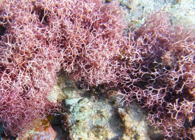 Rosafarbene Rotalge: Sie weist morphologisch Merkmale von Arten aus der Familie der Liagoraceae (wie Liagora oder Ganonema) oder einer kalkbildenden Rotalge auf.