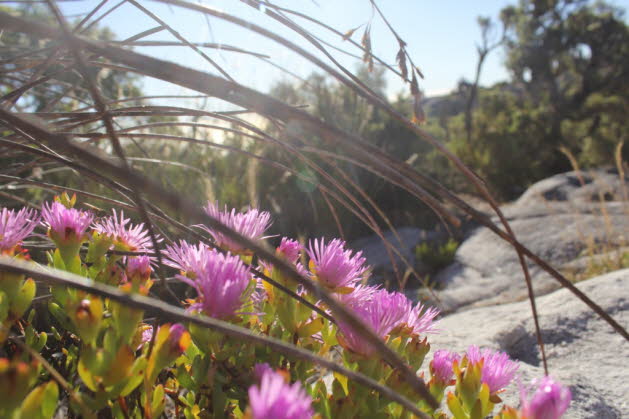 Carpobrotus virescens: Carpobrotus, allgemein bekannt als Schweinsblume, Eispflanze, Sauerfeige, Hottentottenfeige und Krallenbeere, ist eine Gattung bodenkriechender Pflanzen mit saftigen Blttern und groen, gnseblmchenhnlichen Blten. Der Name kommt