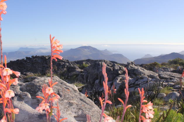 Watsonia (Signalhornlilie) ist eine Pflanzengattung aus der Familie der Iridaceae, Unterfamilie Crocoideae. Watsonias sind im sdlichen Afrika beheimatet (Sdafrika, Lesotho, Eswatini). Die Gattung ist nach Sir William Watson benannt, einem britischen Bot